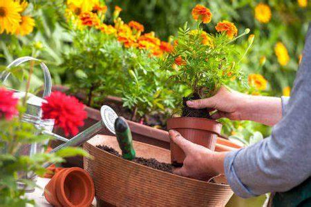 Jardinagem - Jig Brasil