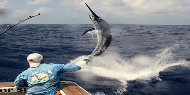 Pesca - Jig Brasil
